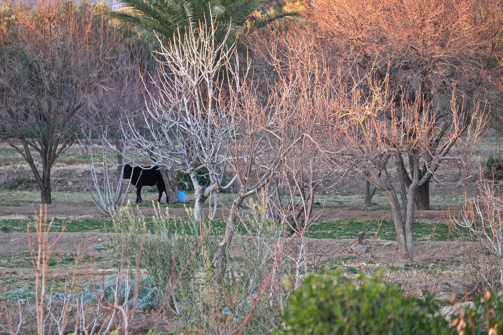 Sawadi Ecolodge Skoura Exterior foto